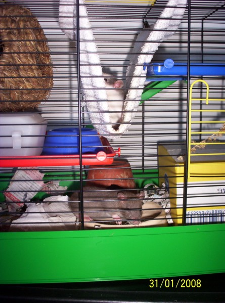 Ron und Gon