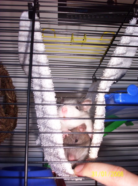 Ron und Gon
