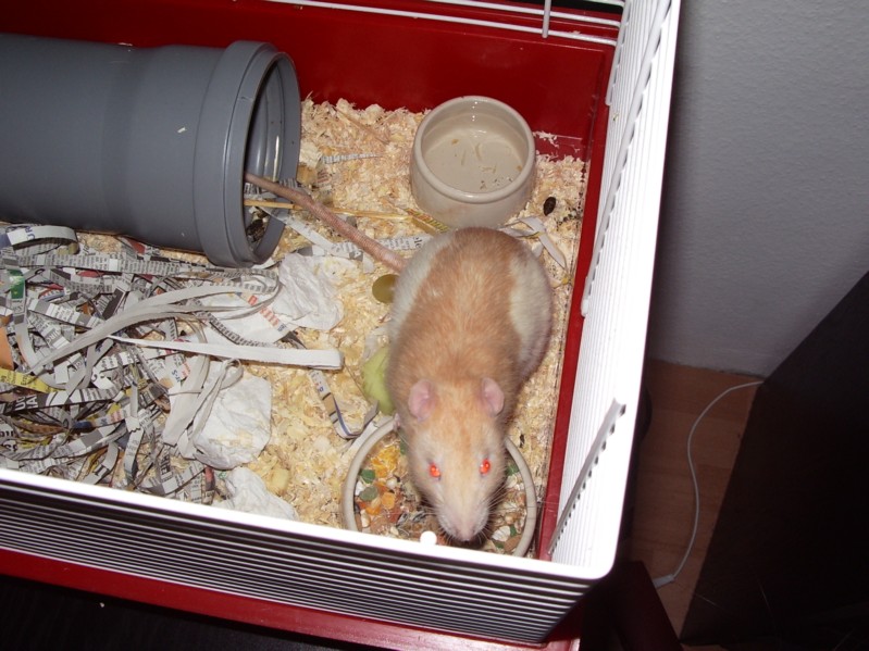 Gandalf