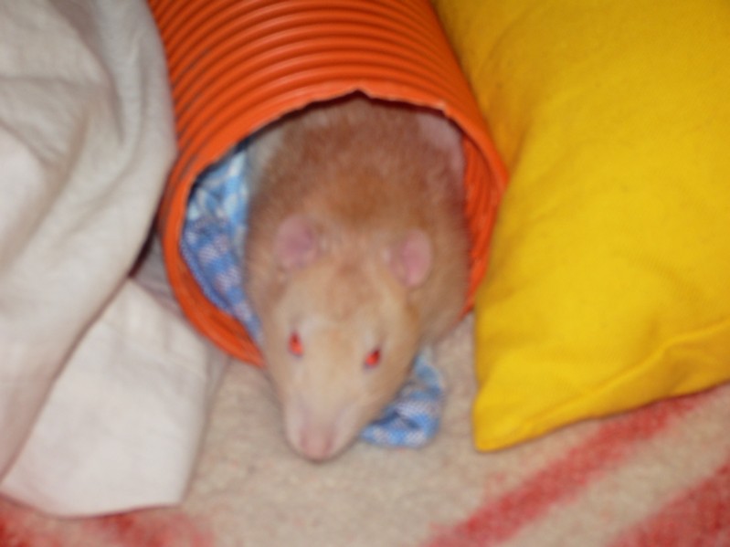 Gandalf