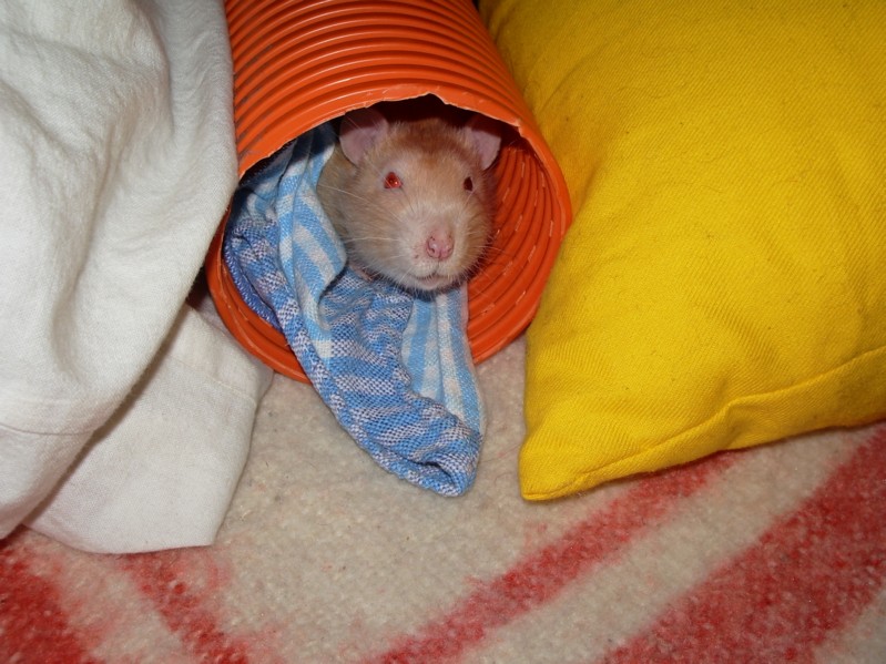 Gandalf in der Röhre