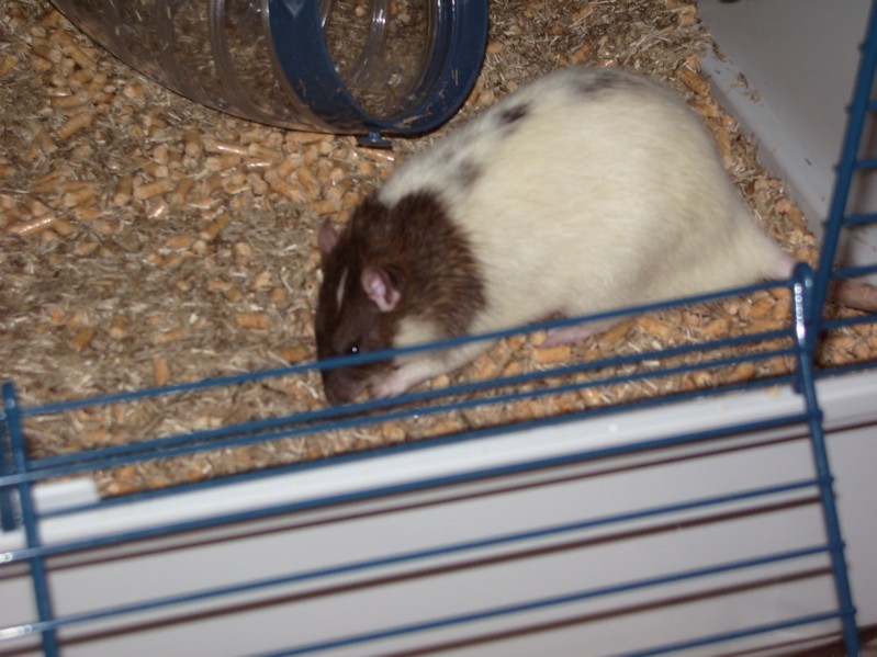 Elric