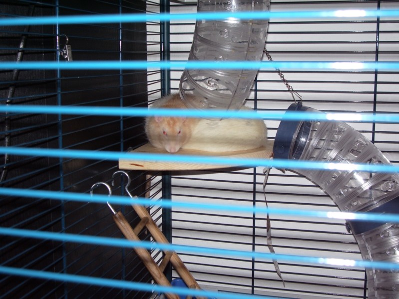 Gandalf