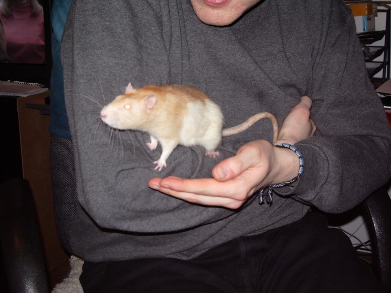 Gandalf