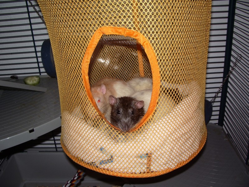 Robyn und Gandalf