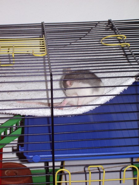 Ron
