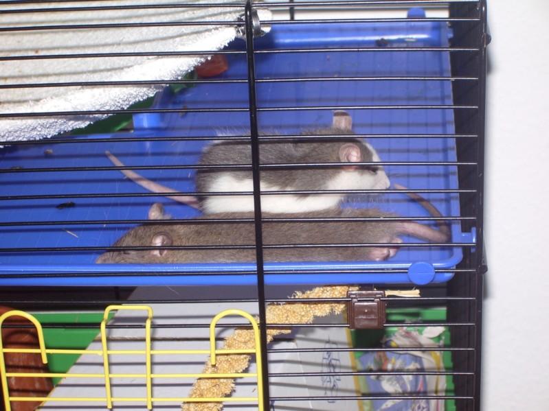 Ron und Gon