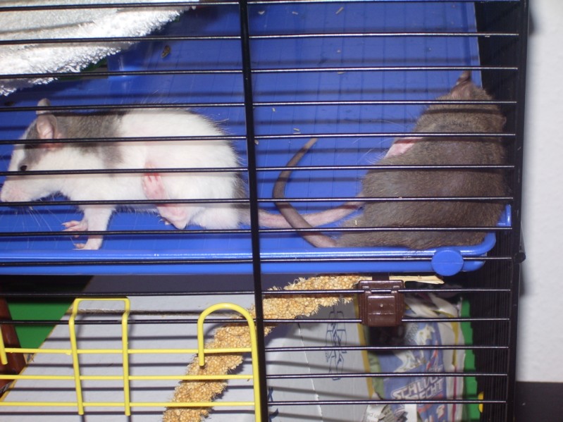 Ron und Gon