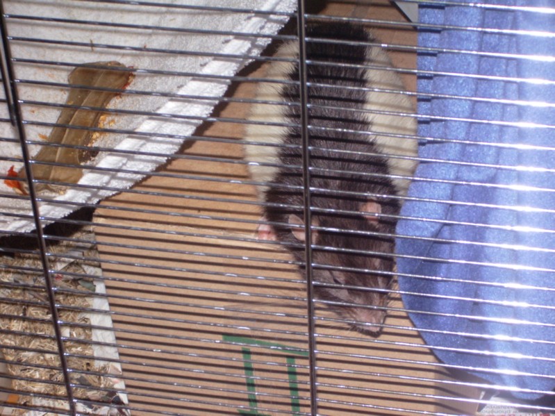 Pogo