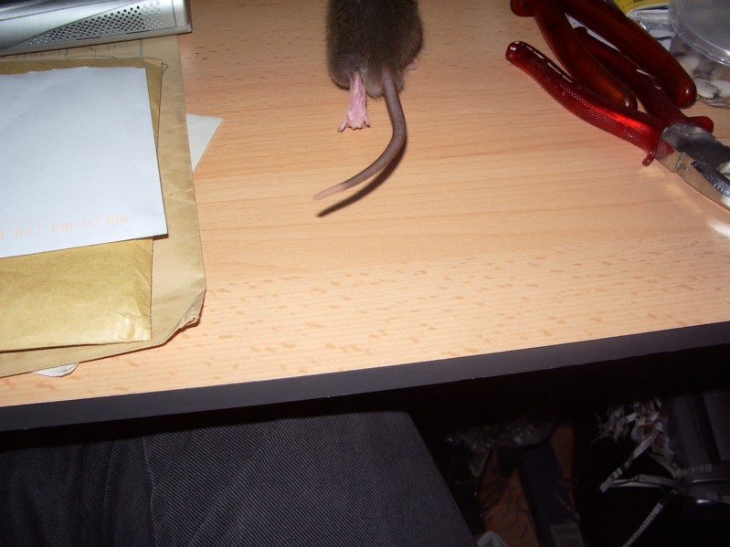 Gon auf der Flucht