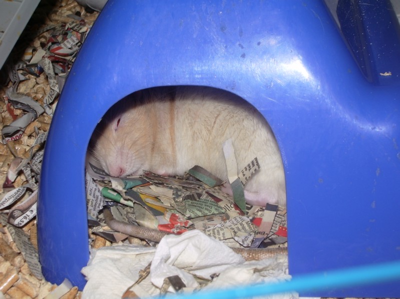 Gandalf