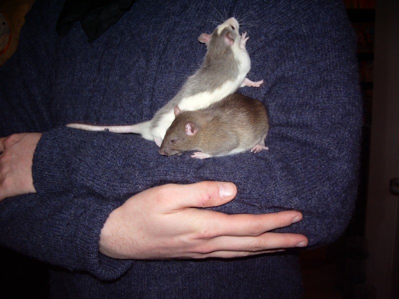 Babys auf Papas Arm