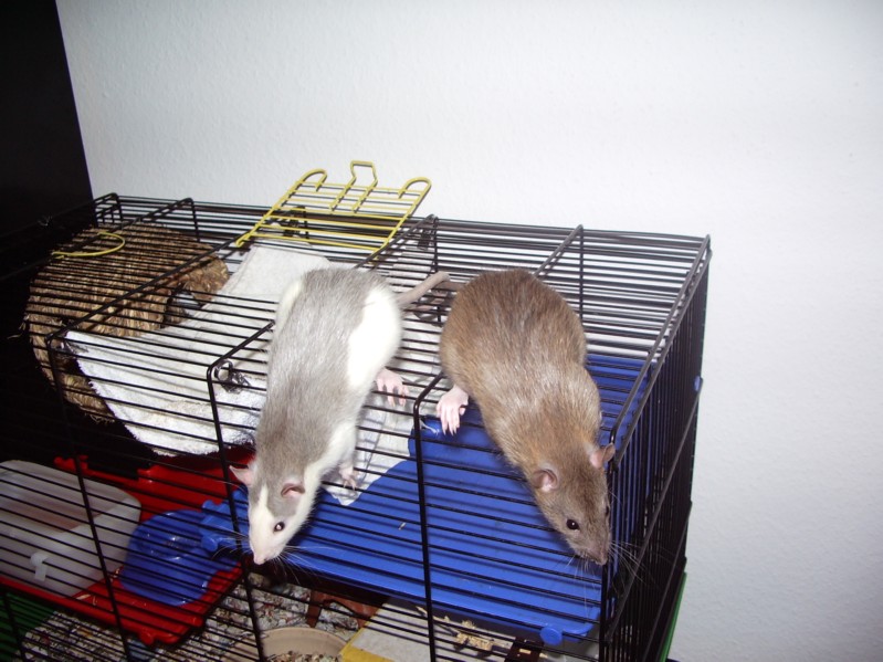 Ron und Gon