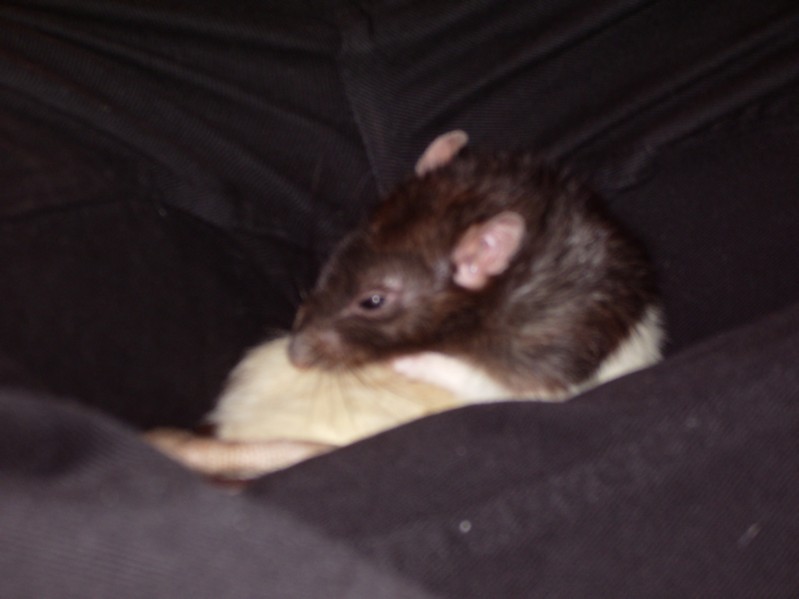 Pogo