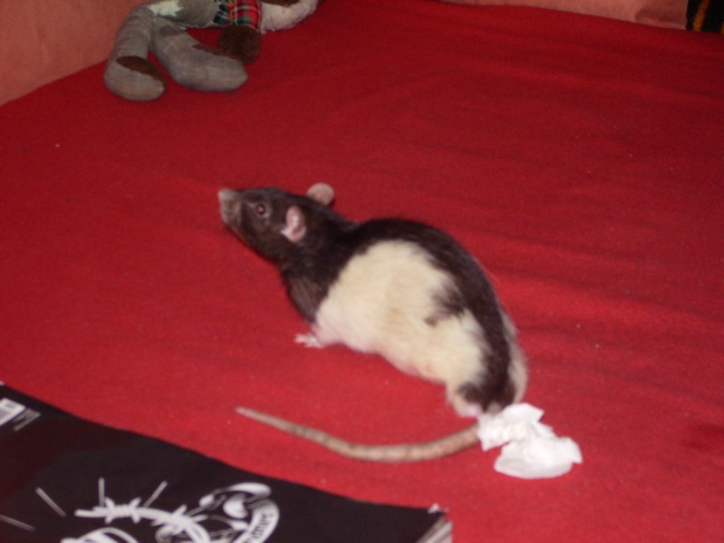 Pogo