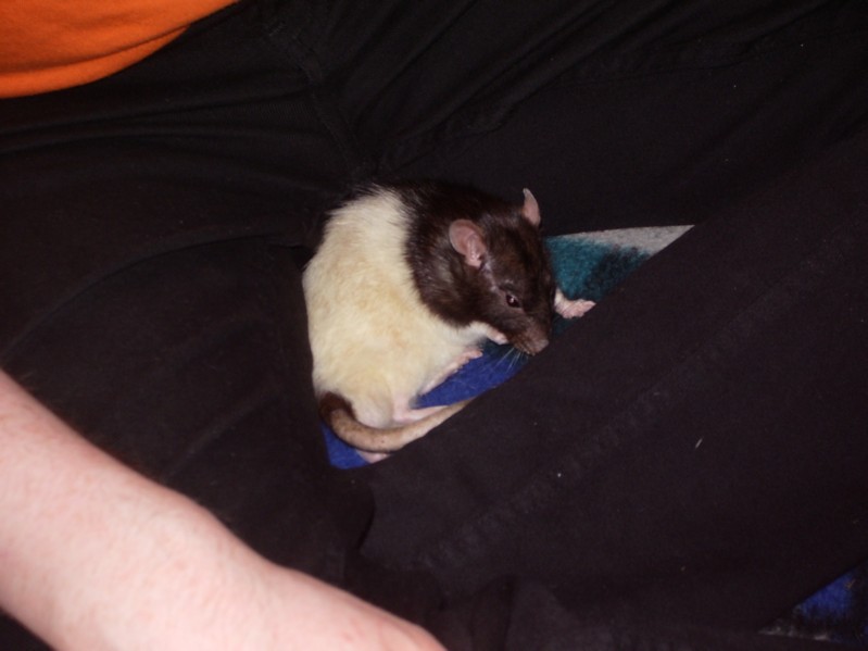 Pogo