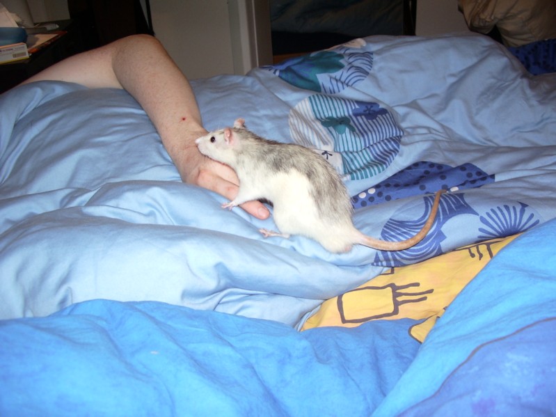 Ron-Ni und die Hand