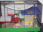Ron und Gon im Mini-Käfig