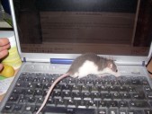 Ron die PC-Ratte